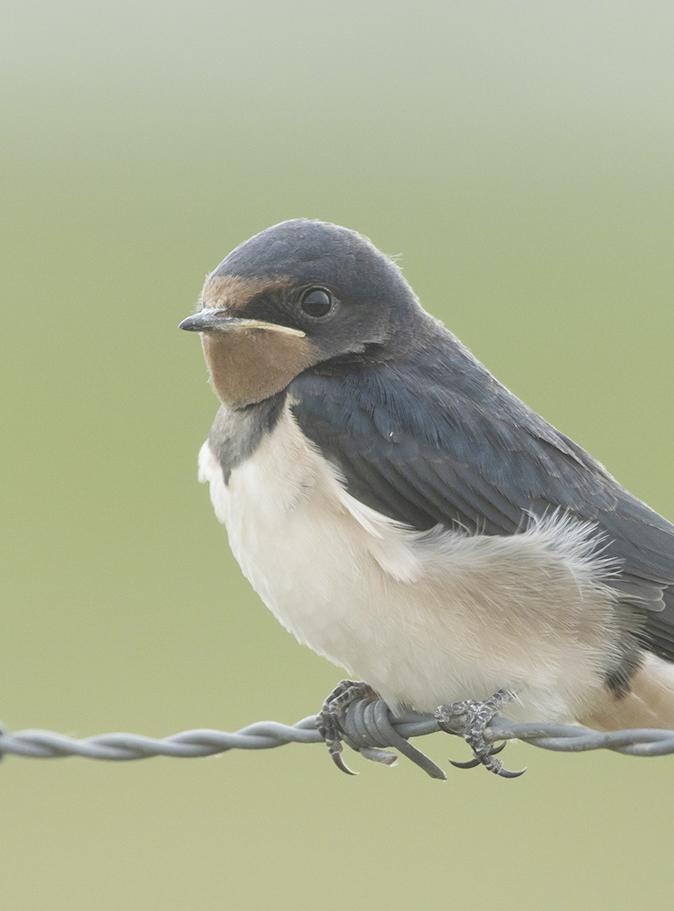 Boerenzwaluw090818