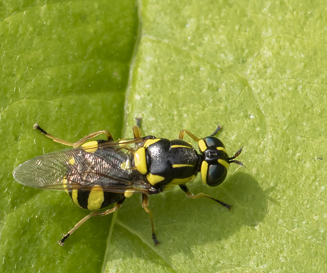 Bontverfdrupje240618