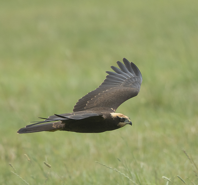 Bruinekiekendief080818A