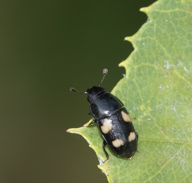 Glischrochilusquadrisignatus260718