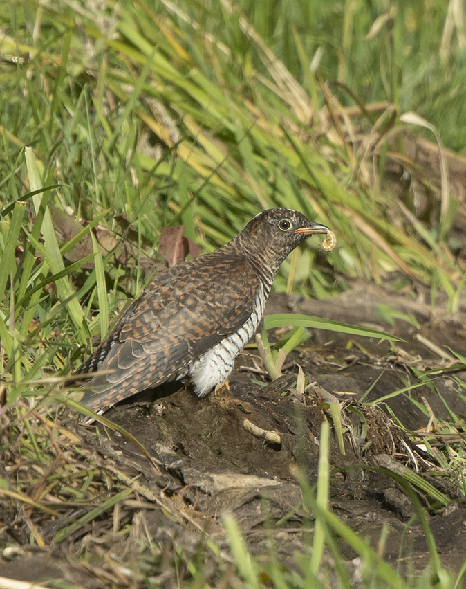 Koekoek140818B