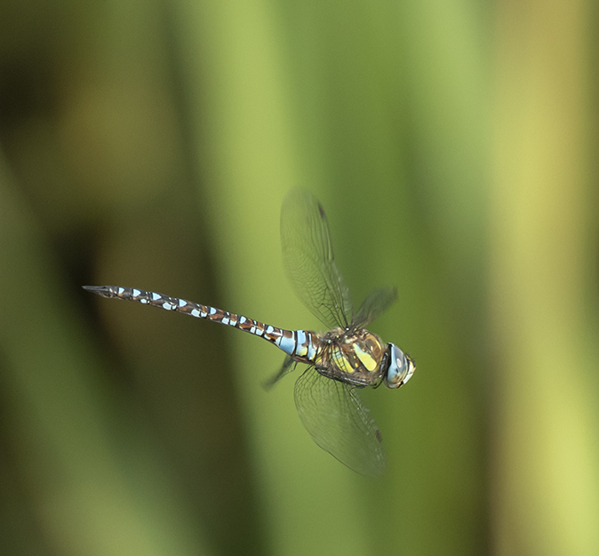 Paardenbijter070818A