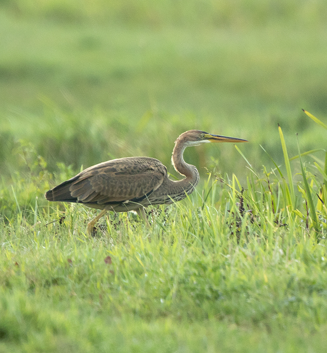 Purperreiger100818