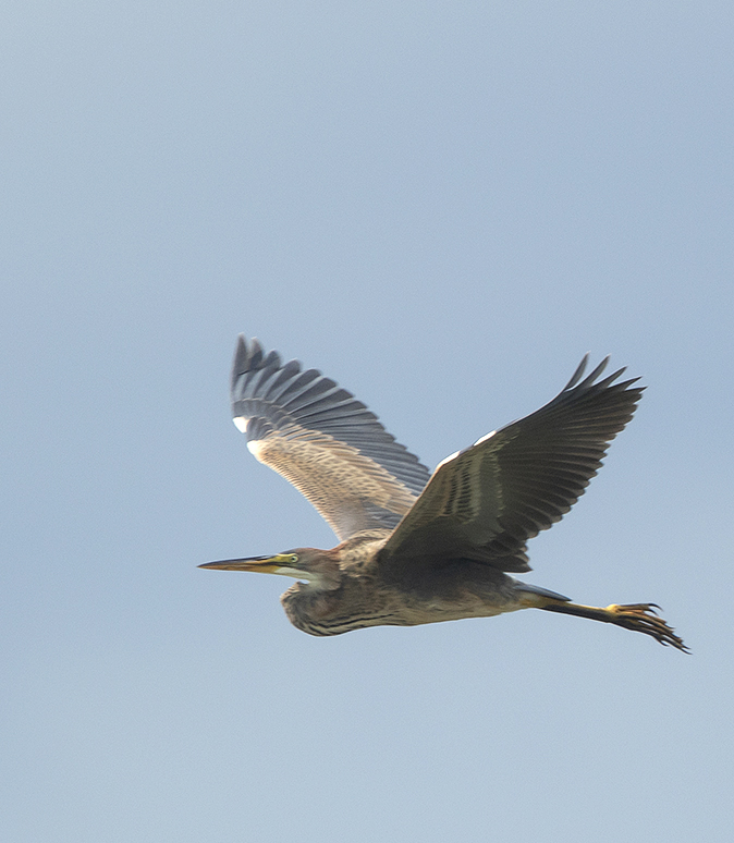 Purperreiger100818A