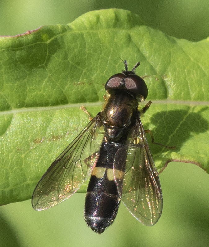 Vlinderstrikje140818