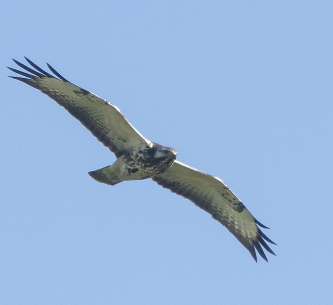 Buizerd260918