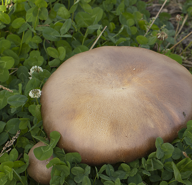 Blauwplaatstropharia081018A