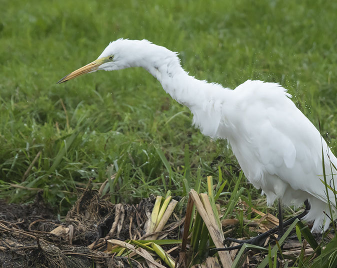 Grotezilverreiger021018