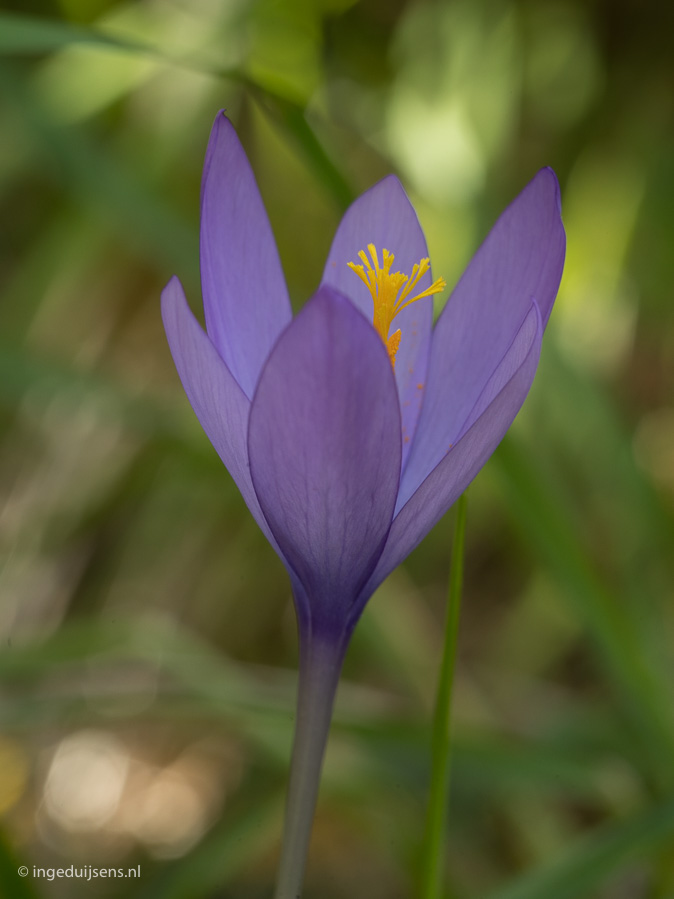 Herfstkrokus131018ID.jpg