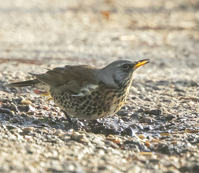 Kramsvogel121018