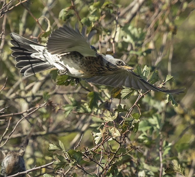 Kramsvogel181018A