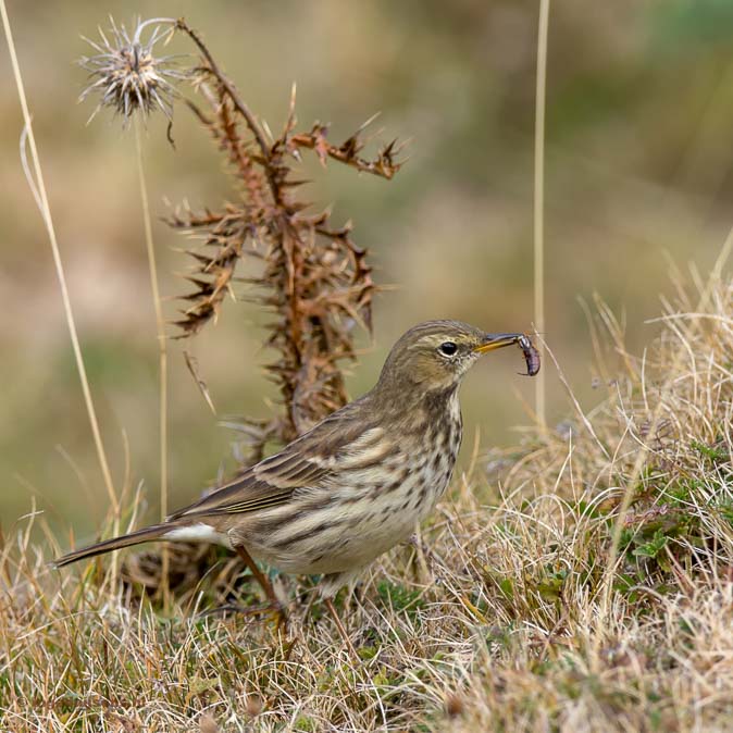 Waterpieper081018ID