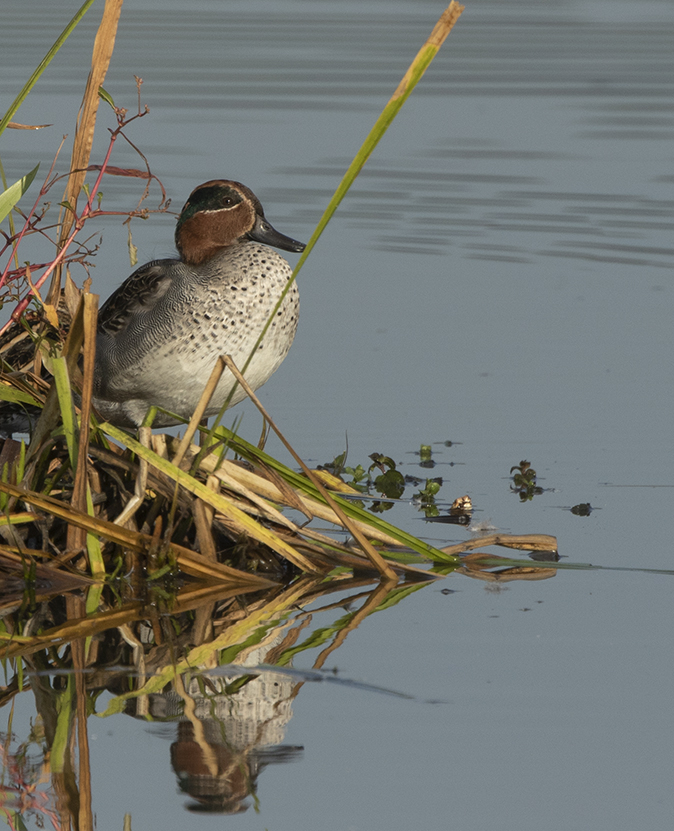 Wintertaling161018