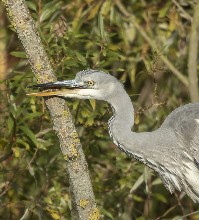 Blauwereiger051118