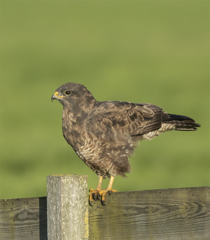 Buizerd081118