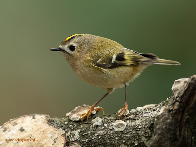 Goudhaantje291018ID