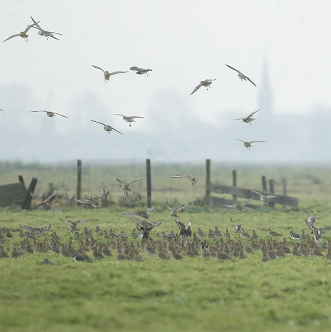 Goudplevieren271118B