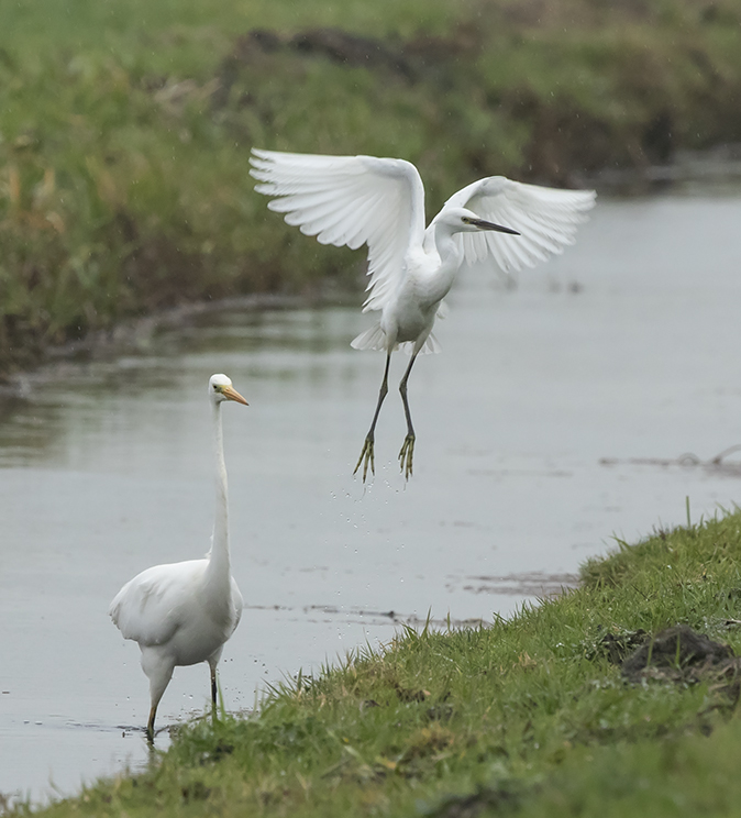 Grote_Kleinezilverreiger121118B