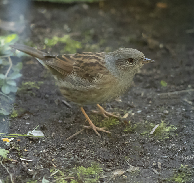 Heggenmus281018