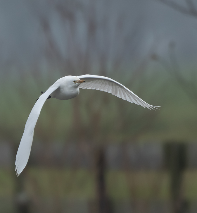 Koereiger231118