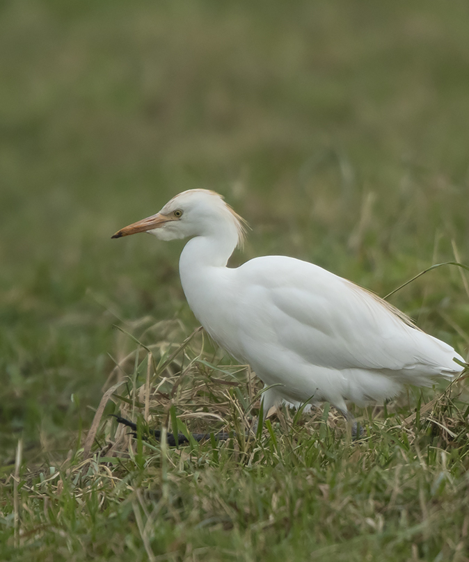 Koereiger231118A