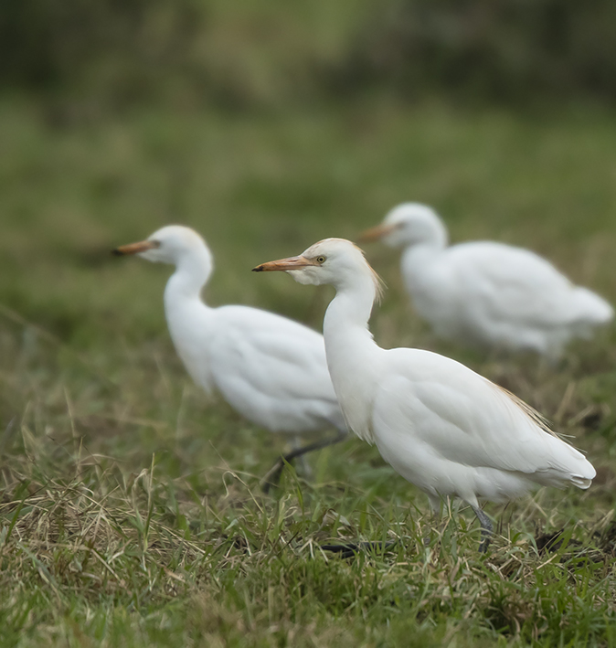 Koereigers231118