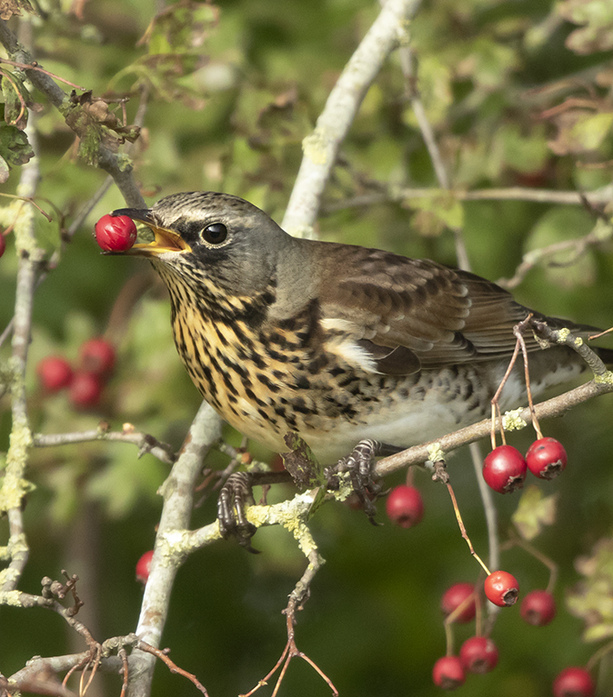 Kramsvogel051118C