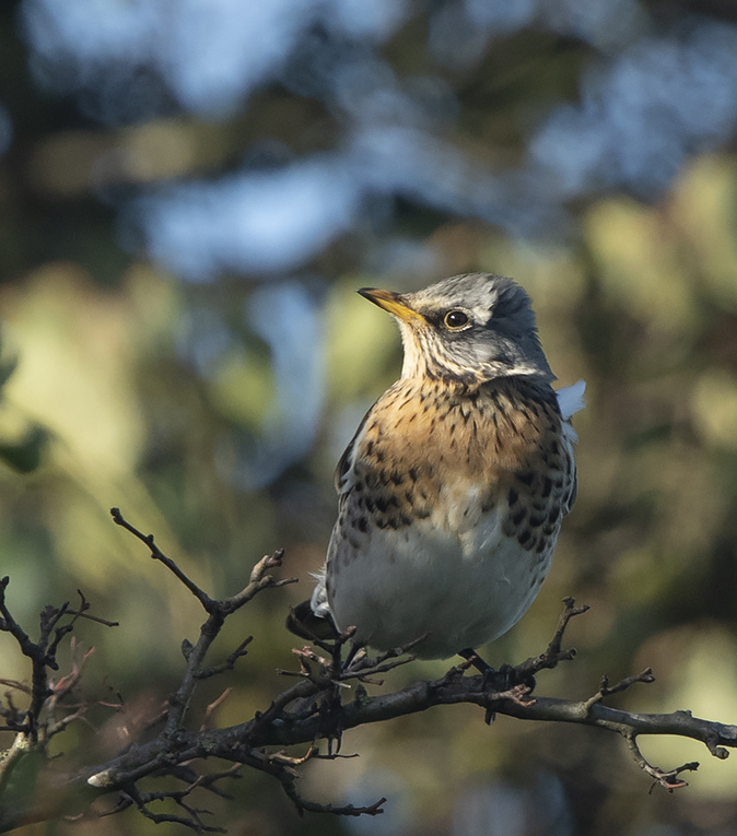 Kramsvogel181018