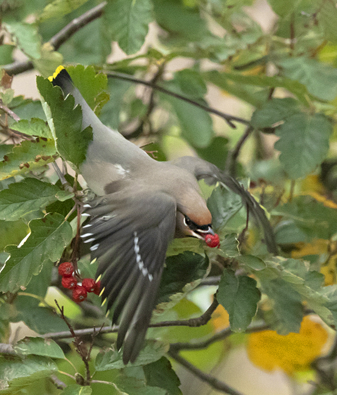 Pestvogel011118E