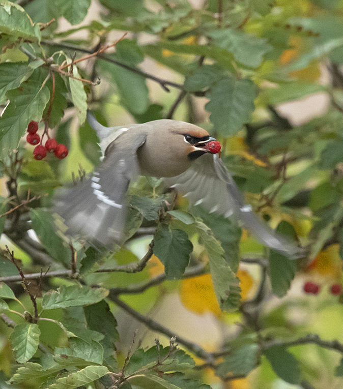 Pestvogel011118F