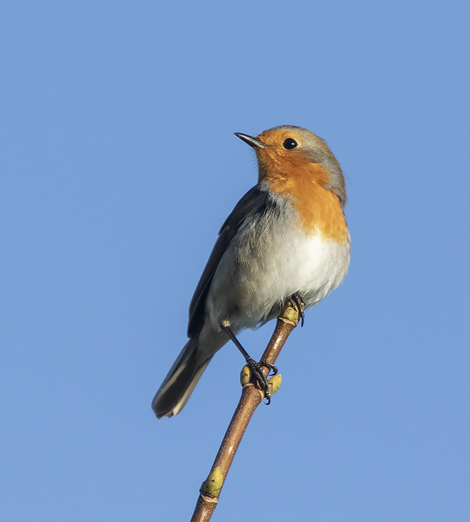 Roodborst081118