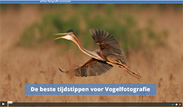 Videocursus_Vogelfotografie
