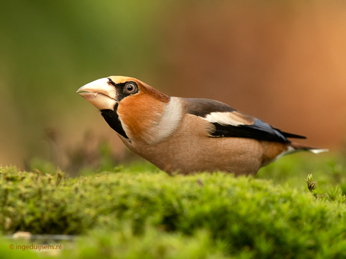 Appelvink041218ID