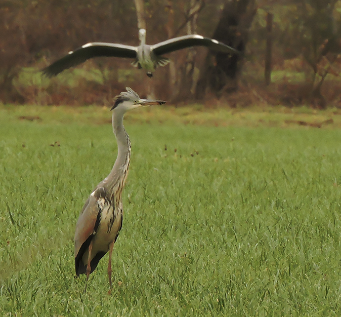 BlauwereigerXPurperreiger291118