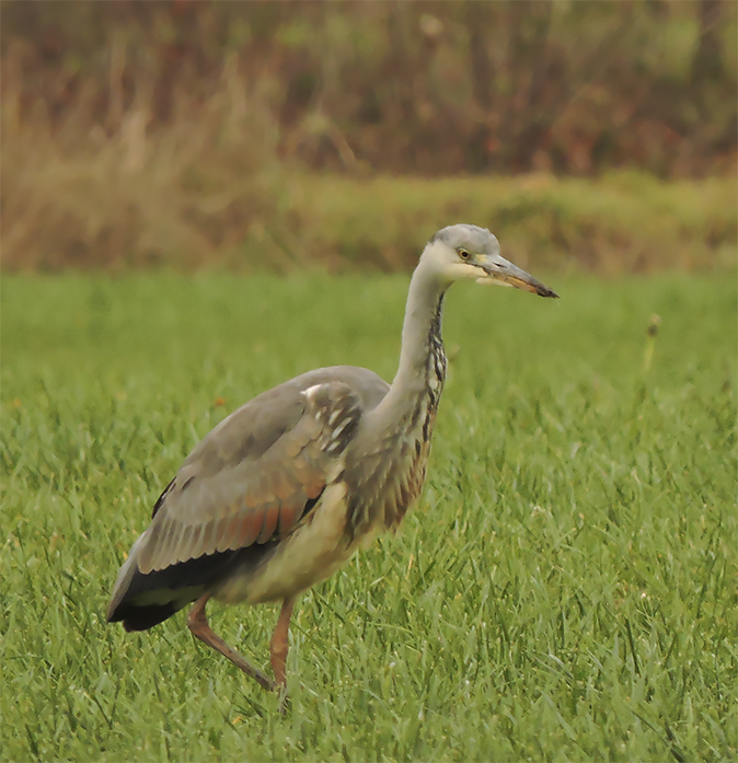 BlauwereigerxPurperreiger291118A