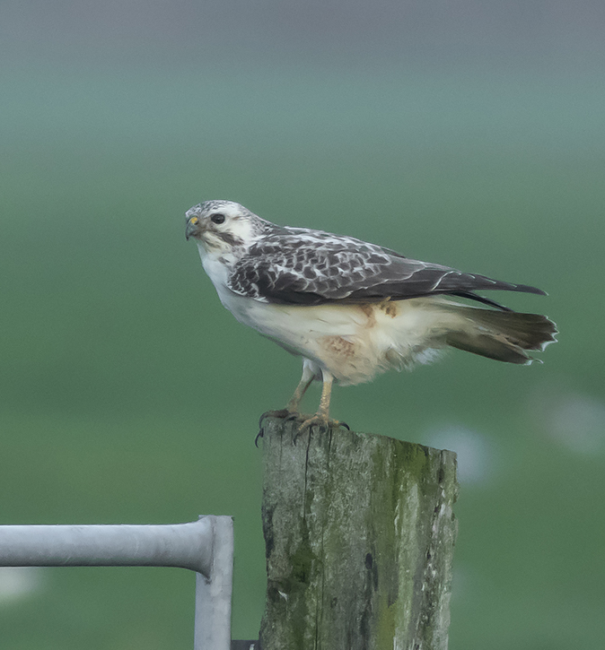 Buizerd031218