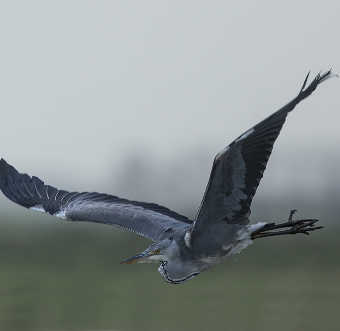 Blauwereiger080119