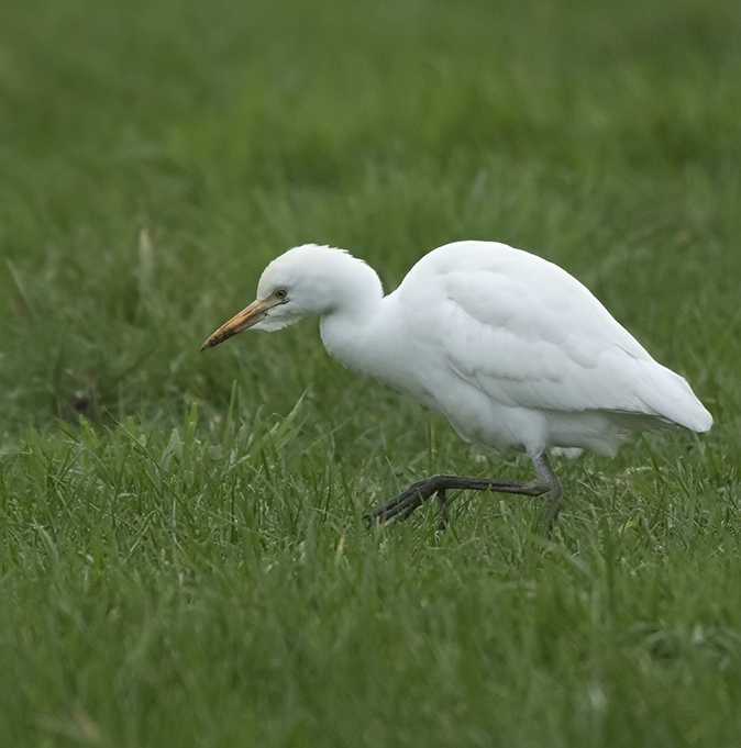 Koereiger020119