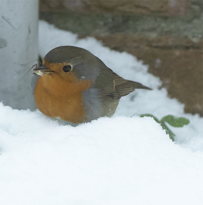 Roodborst220119