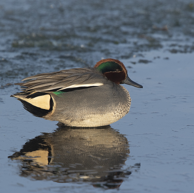 Wintertaling230119A