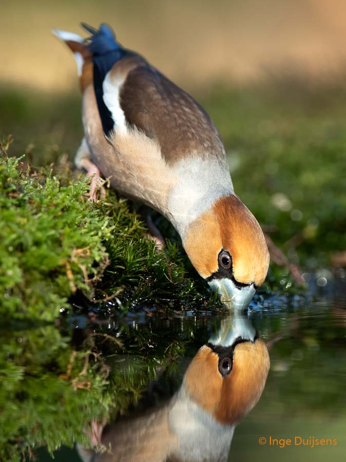 Appelvink190223ID