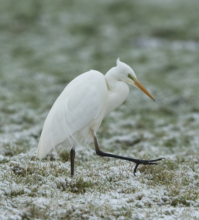 Grotezilverreiger310119