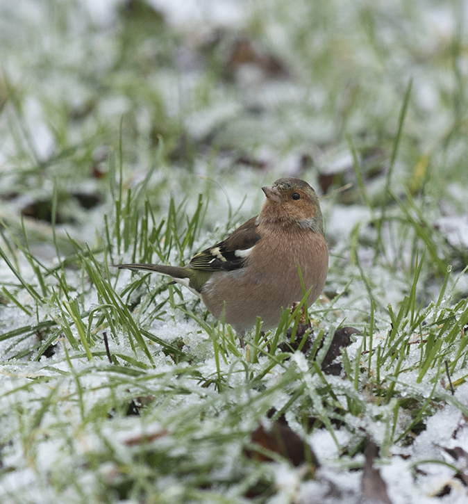 Vink310119