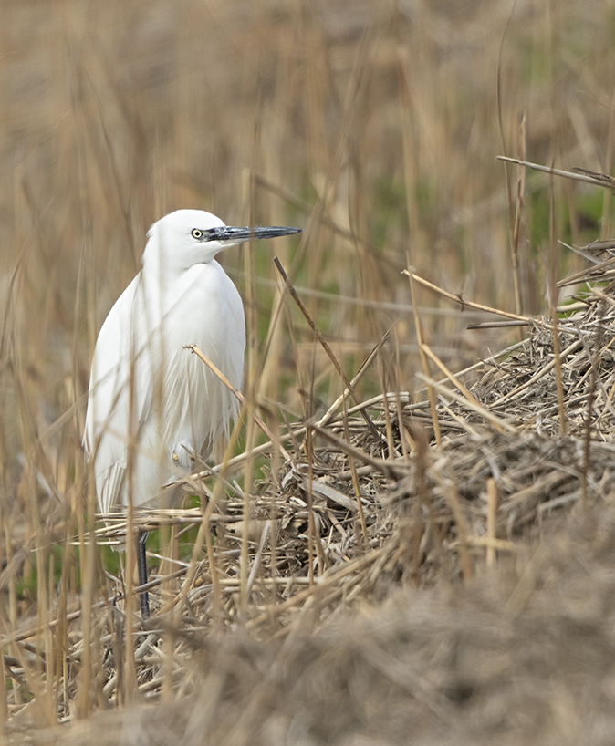 Kleinezilverreiger280219