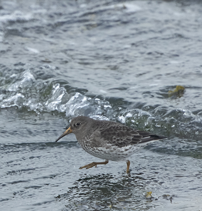 Paarsestrandloper280219