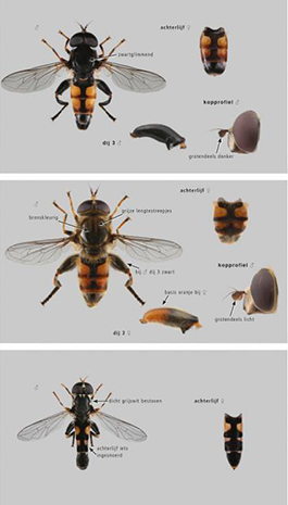 Veldgids-Zweefvliegen1