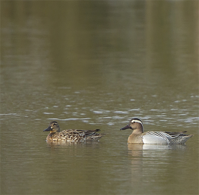 Zomertalingen020419