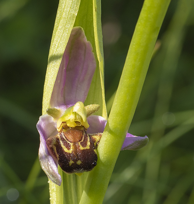 Bijenorchis290519