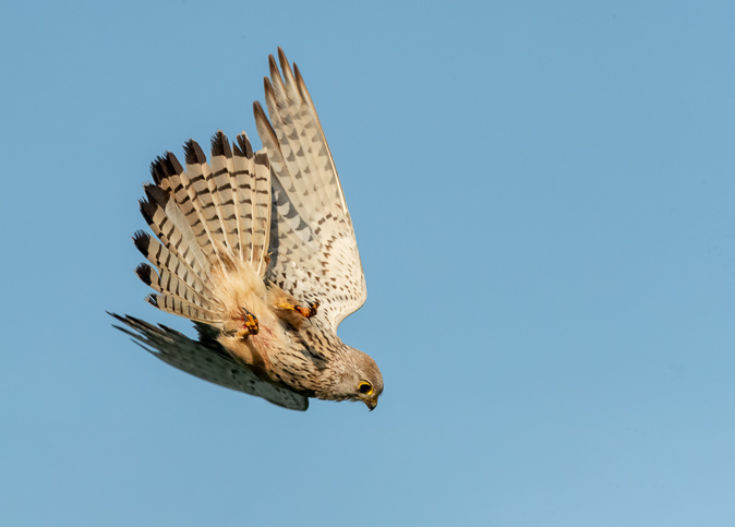 Raadselfoto_okt2019_oplossing