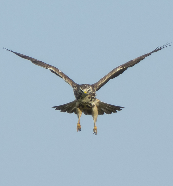 Buizerd031119